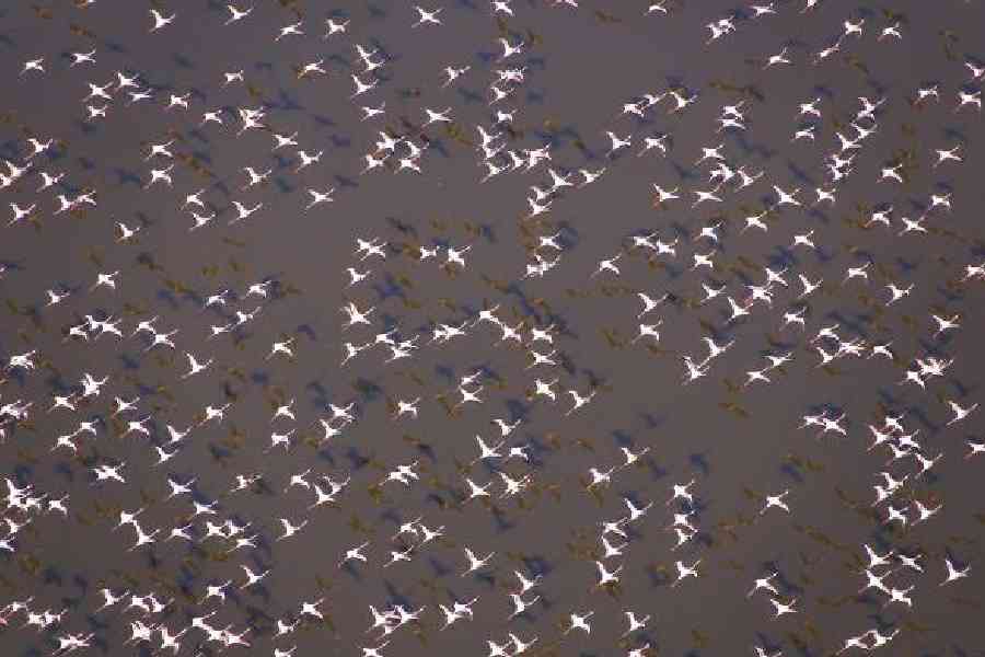 Flamingos flying over Lake Magadi