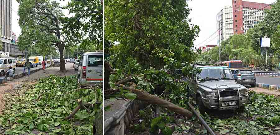 On Tuesday, personnel of the parks and squares department of the Kolkata Municipal Corporation lopped the branches of a tree uprooted during Monday’s Nor’wester on the sidewalk opposite The 42 on Jawaharlal Nehru Road