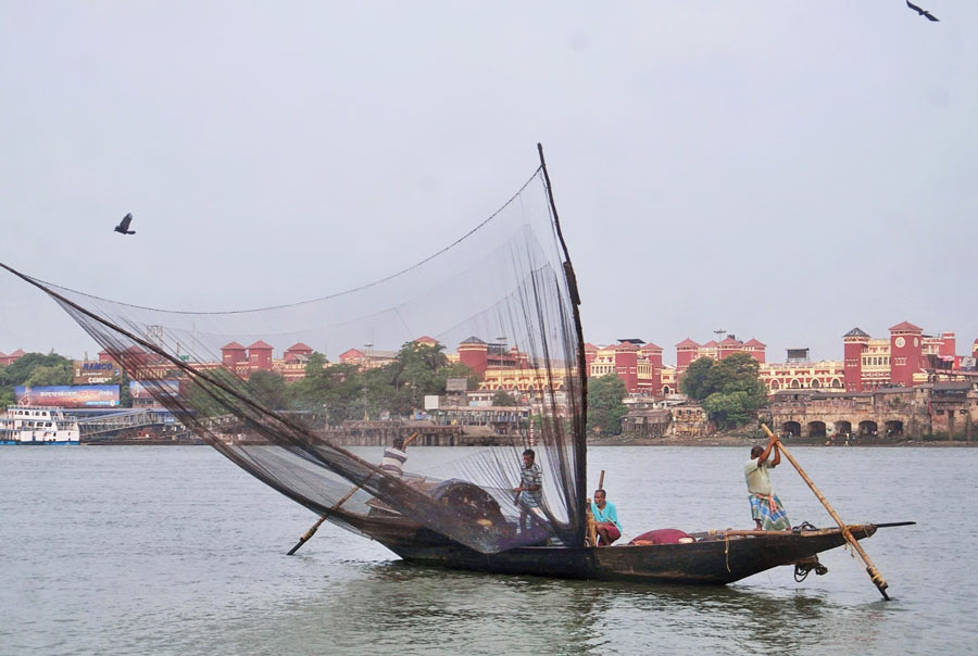 On Tuesday, fishermen ventured into the Hooghly river to catch freshwater fish. According to a data collected by ResearchGate, there are almost 260 varieties of fish in the Hooghly river  