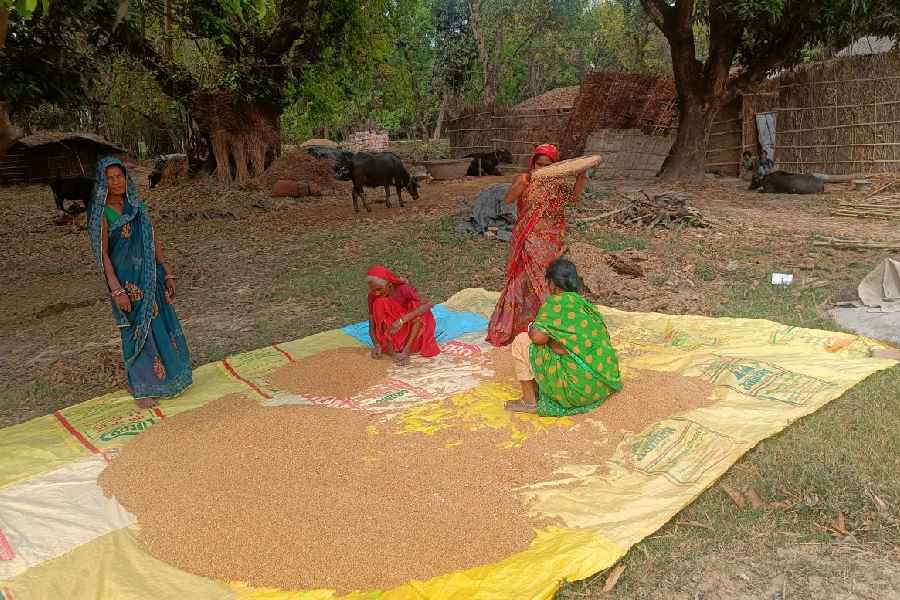 Manisha Kumari of Brahmadutt village in Samastipur winnowing wheat.
