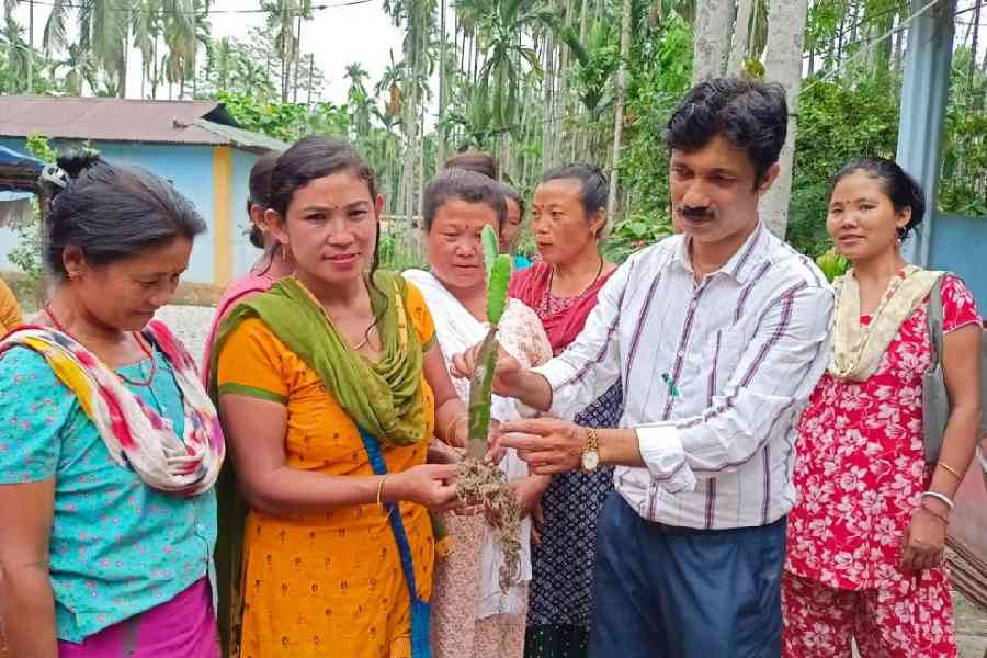 Ashis Kumar Roy hands over the saplings of dragon fruit to women at Totopara