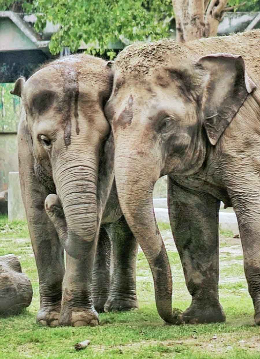 Two playful elephants at the Alipore Zoological Garden were snapped on Tuesday  