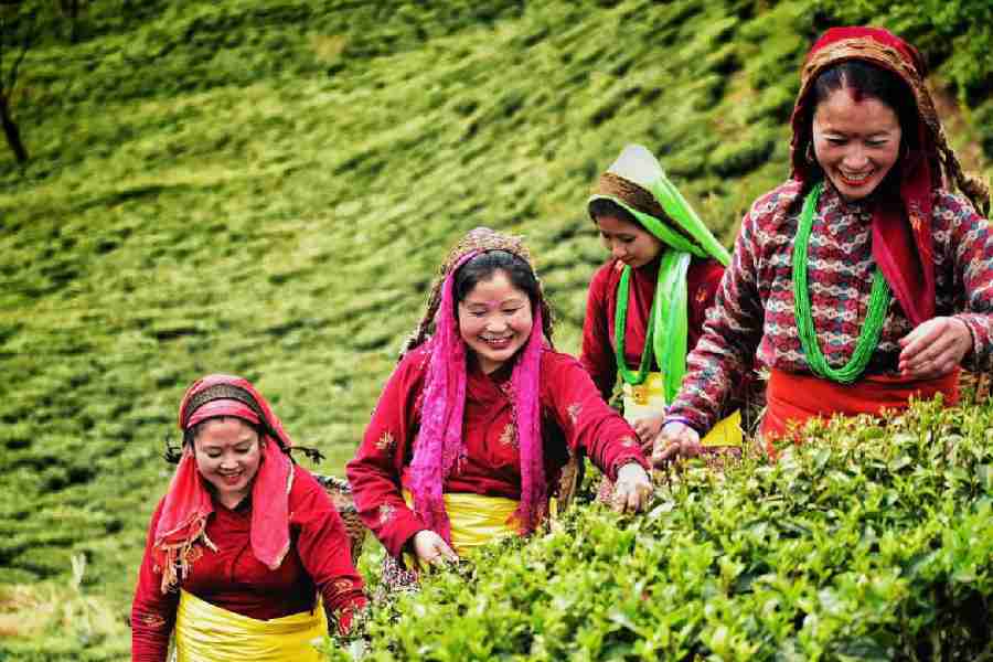 Bitter brew over Nepal tea imports, Darjeeling industry 'shocked' at lack of proper testing