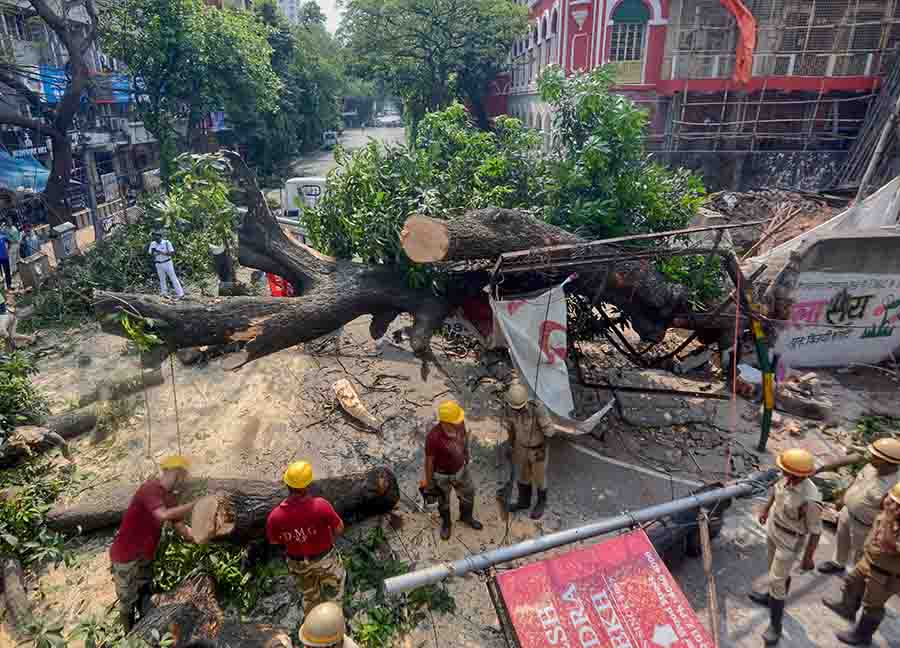 A huge mango tree fell at Wood Street, disrupting traffic on Friday. The disaster management team rushed to the spot  