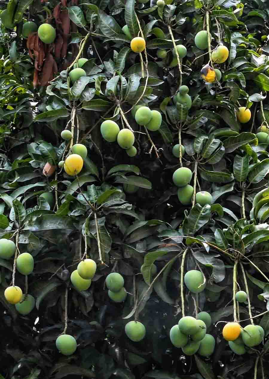 A mango tree is in full bloom on Gurusaday Dutt Road in Ballygunge