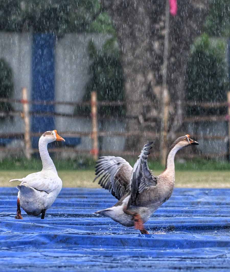 Domestic Swans were snapped enjoying at Deshbandhu Park during the rain in Kolkata on Monday. The cyclonic weather will prevail till May 24  