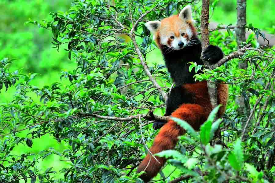 Sikkim is home to the elusive snow leopard and the red panda, the state animal 