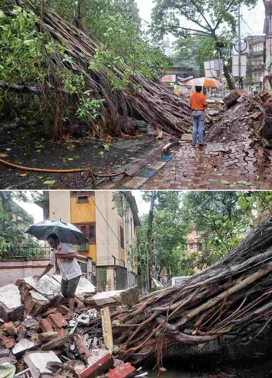 A huge peepal tree collapsed at Ballygunge Place overnight, blocking traffic for the entire day even as disaster management personnel tried to chop and remove the trunk and branches