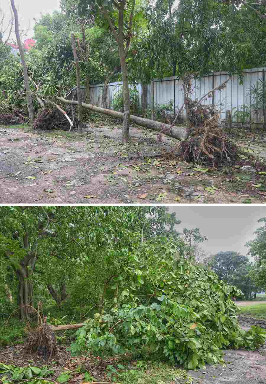 Uprooted trees remain scattered across the Maidan on Tuesday