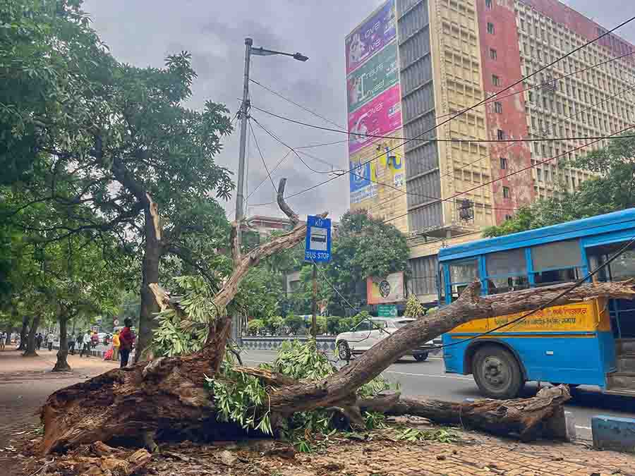 Fallen trees on the pavement at Jawaharlal Nehru Road on Tuesday bore testimony to the fury unleashed by the cyclone for two days