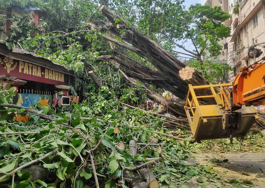 Chopping and clearing of the fallen peepal tree continued on Wednesday. The tree face the wrath of the cyclonic storm on Monday near Patha Bhavan School which led to traffic disruption  