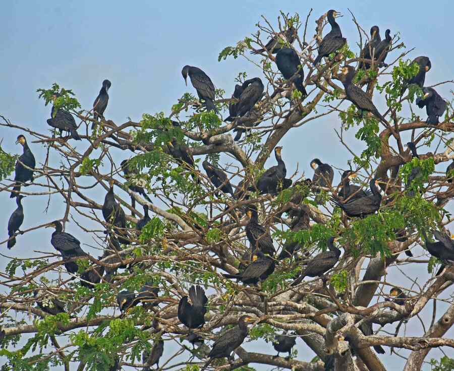 Cormorants  and other migratory  birds have started arriving at Rabindra Sarobar ahead of winter