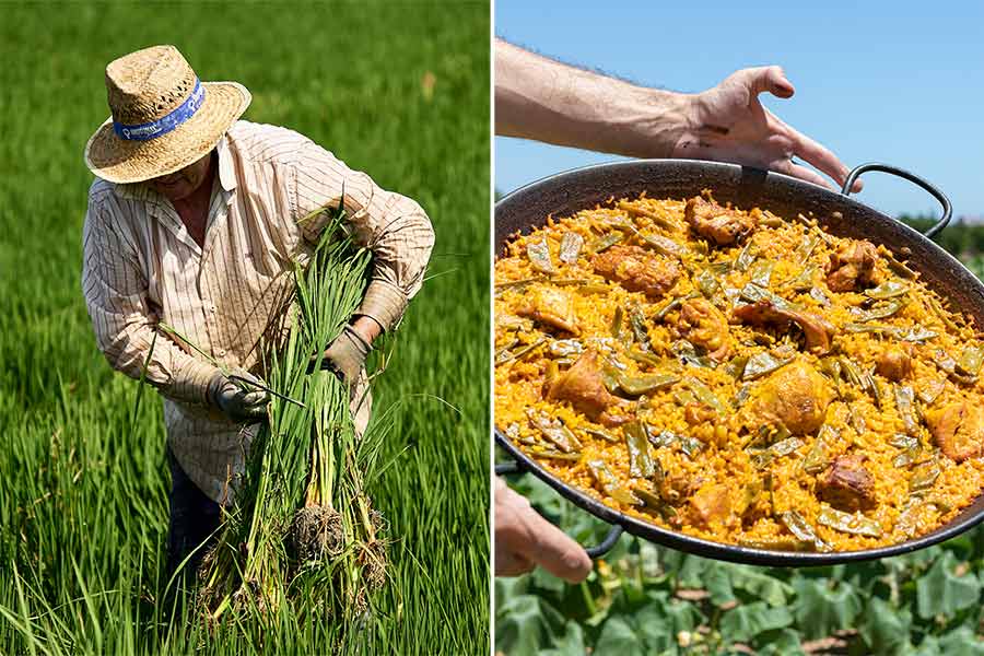 The origin of paella can be traced to the 15th or 16th century, and the dish has rather humble beginnings