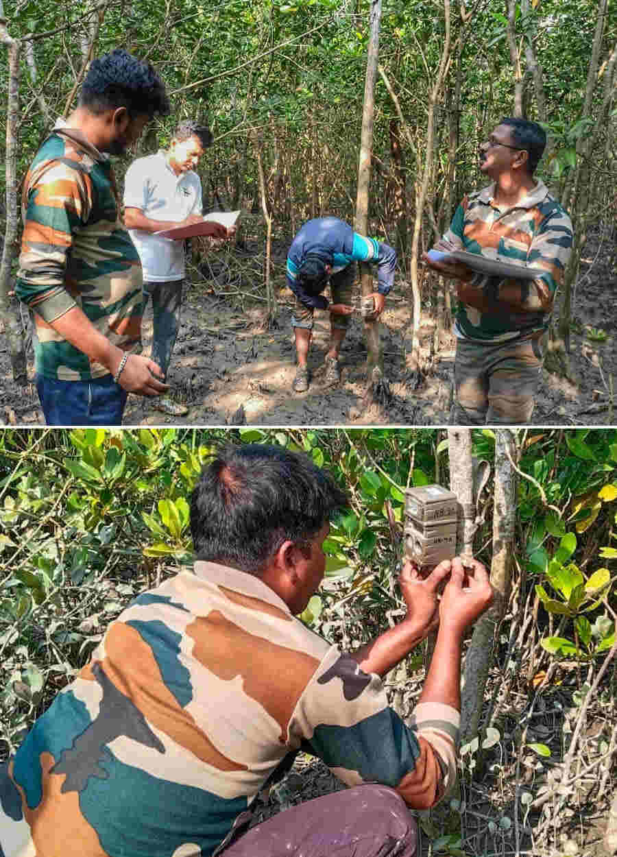 The forest department started the annual tiger census by fixing trap cameras in South 24-Parganas on Thursday. The census will be completed simultaneously across the Indian part of the Sunderbans this year