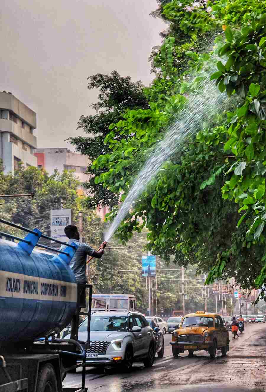 Kolkata Municipal Corporation workers water trees along Ashutosh Chowdhury Avenue in Ballygunge on Friday afternoon