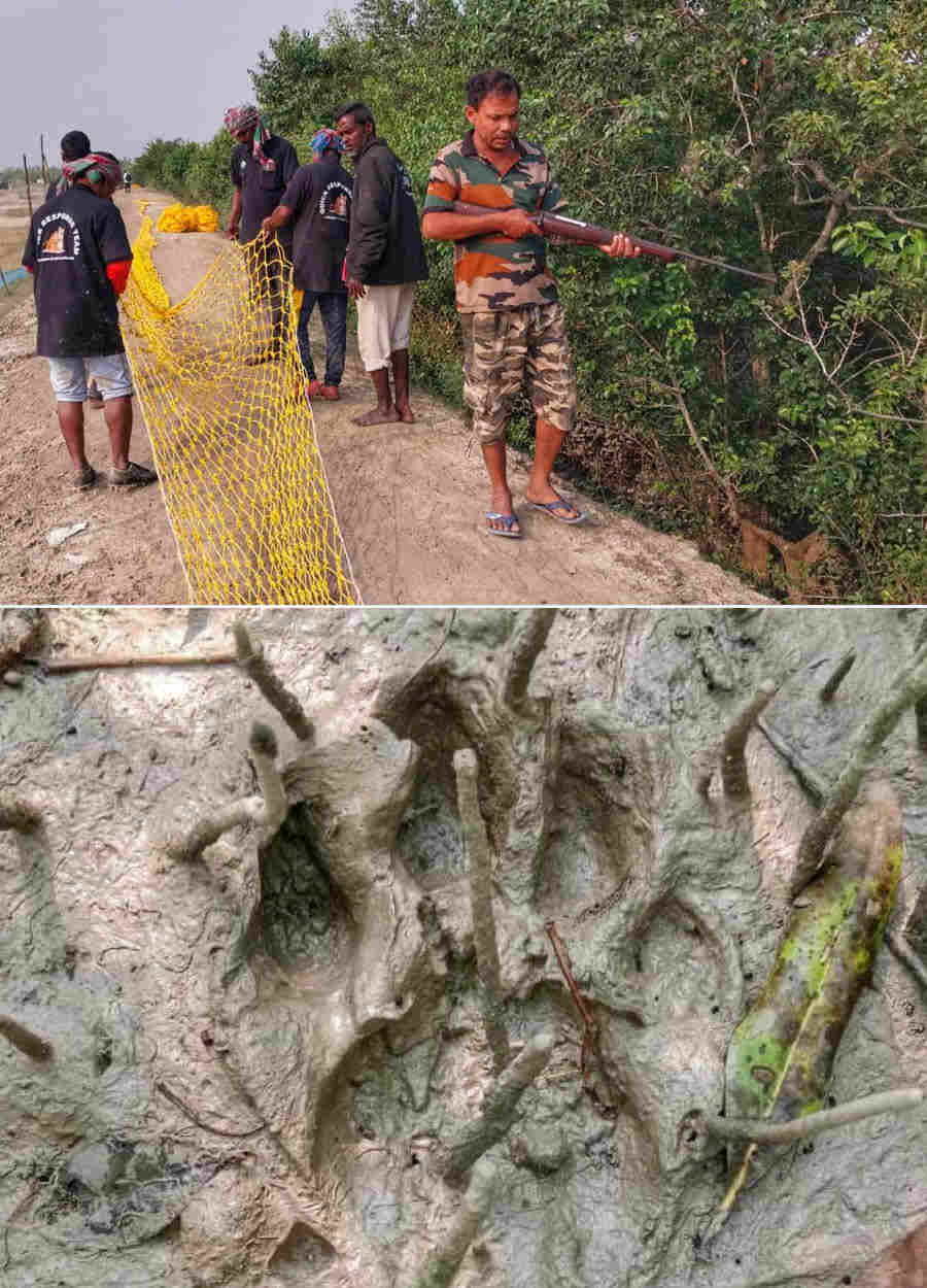 Tiger pugmarks on the riverbed triggered panic  in Chak village of Gaur Bhubaneswari village panchayat under the jurisdiction of Mopit Coastal police station in the Sunderbans on Friday. On being apprised, forest department officials rushed to the spot and surrounded the area with fencing net