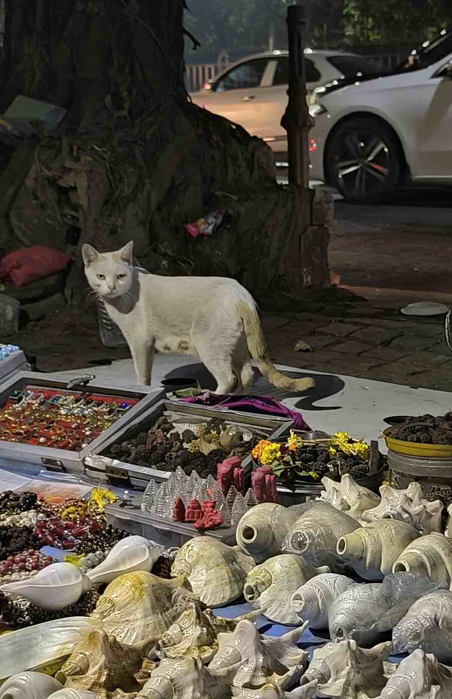 A pet takes charge of a knick-knack shop in the absence of its owner on a pavement in Esplanade on Monday evening