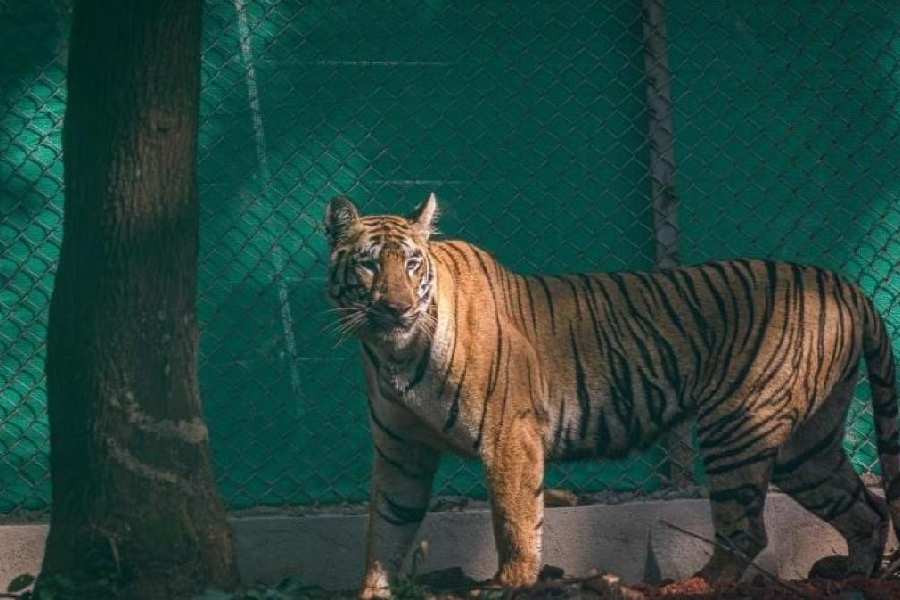 Tigress Zeenat released into Similipal Tiger Reserve Forest.