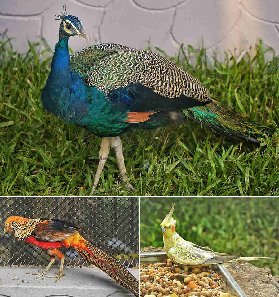 The crowd gaped at the beauty of the (clockwise from top) peafowl, cockatiel and pheasant 