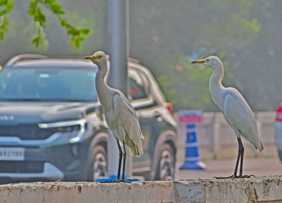 Migratory birds have arrived in the city. Two cattle egrets sit on the guard railings at Red Road on Tuesday