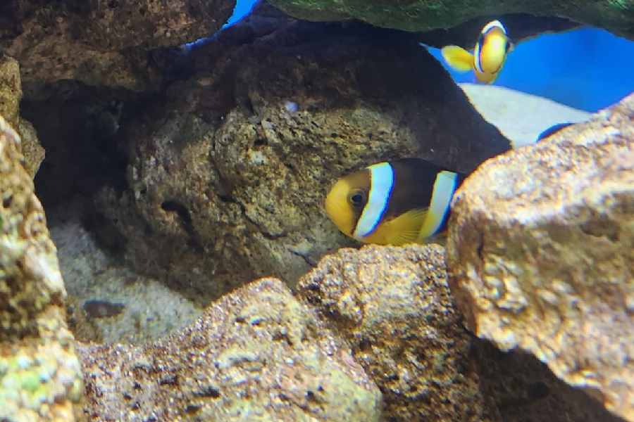 Clownfish swimming about in the tank