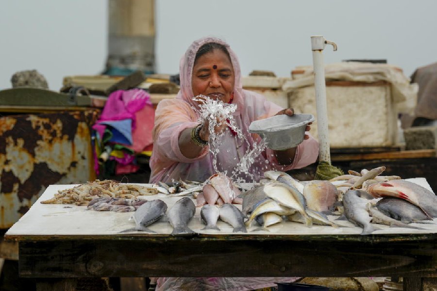  A fish vendor amidst an advisory issued by the IMD, in Chennai, Friday, Nov. 29, 2024. PTI