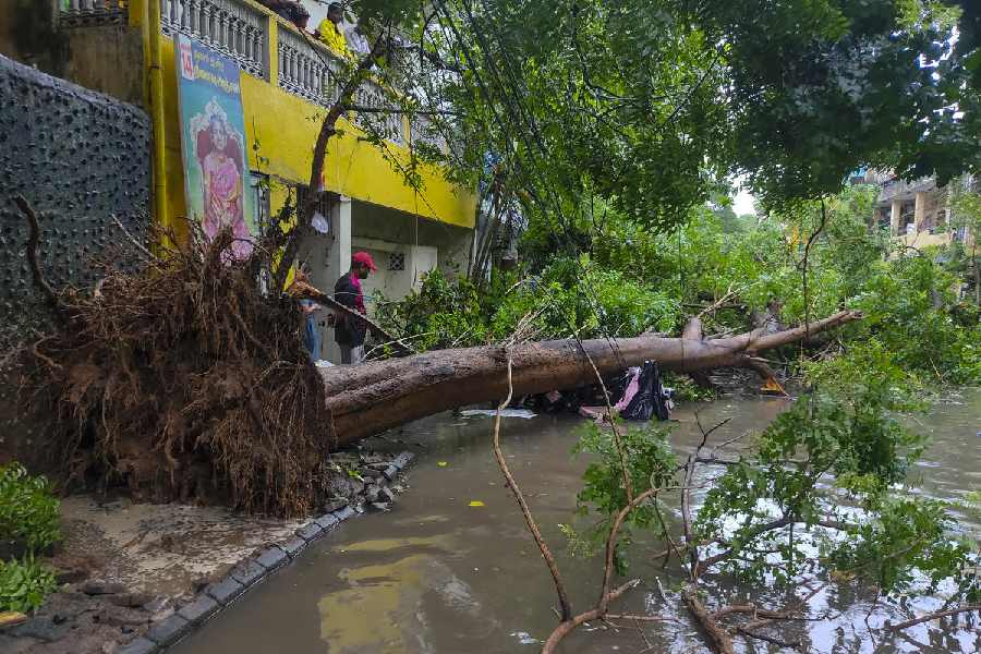 Morning in Chennai on Saturday, Nov. 30, 2024. PTI