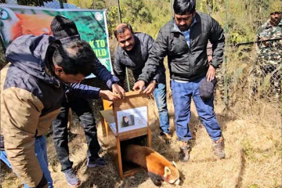 red panda Red panda project puts hill zoo on global stage