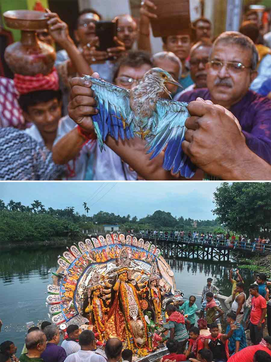 (Top) In Baruipur on the southern fringes of Kolkata, a ‘Neelkontho’ or Indian Roller was set free at Sada Vrat Ghat (above) during immersion of the Roy Chowdhury Durga Puja idol family. It is considered auspicious to see one of that species on Bijoya Dashami since it symbolises the triumph of good over evil