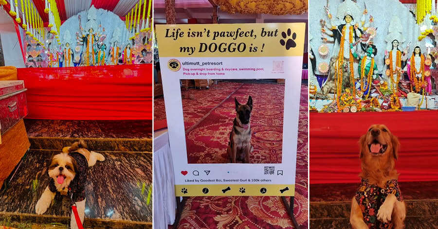 In a first for Gurugram and possibly Delhi NCR, the puja at Utsav opened its doors to four-legged visitors. In association with the Ultimutt Pet Resort and Day Care, the pandal welcomed pet parents with their furry companions on October 11 and 12 