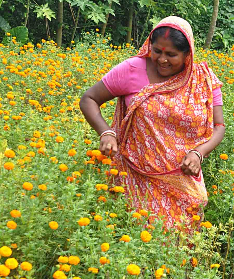 A woman picks marigold flowers from a field in South 24 Parganas. Marigolds command a huge demand in the two-month-long puja season starting with Ganesh Chaturthi and Vishwakarma Puja to Diwali and Jagaddhatri Puja