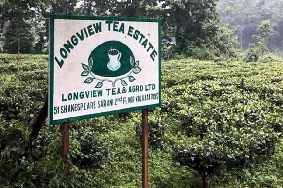 Bista SOS to Piyush Goyal, chief minister Mamata Banerjee: Help ailing tea belt