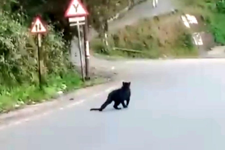 Black cat startles Kurseong