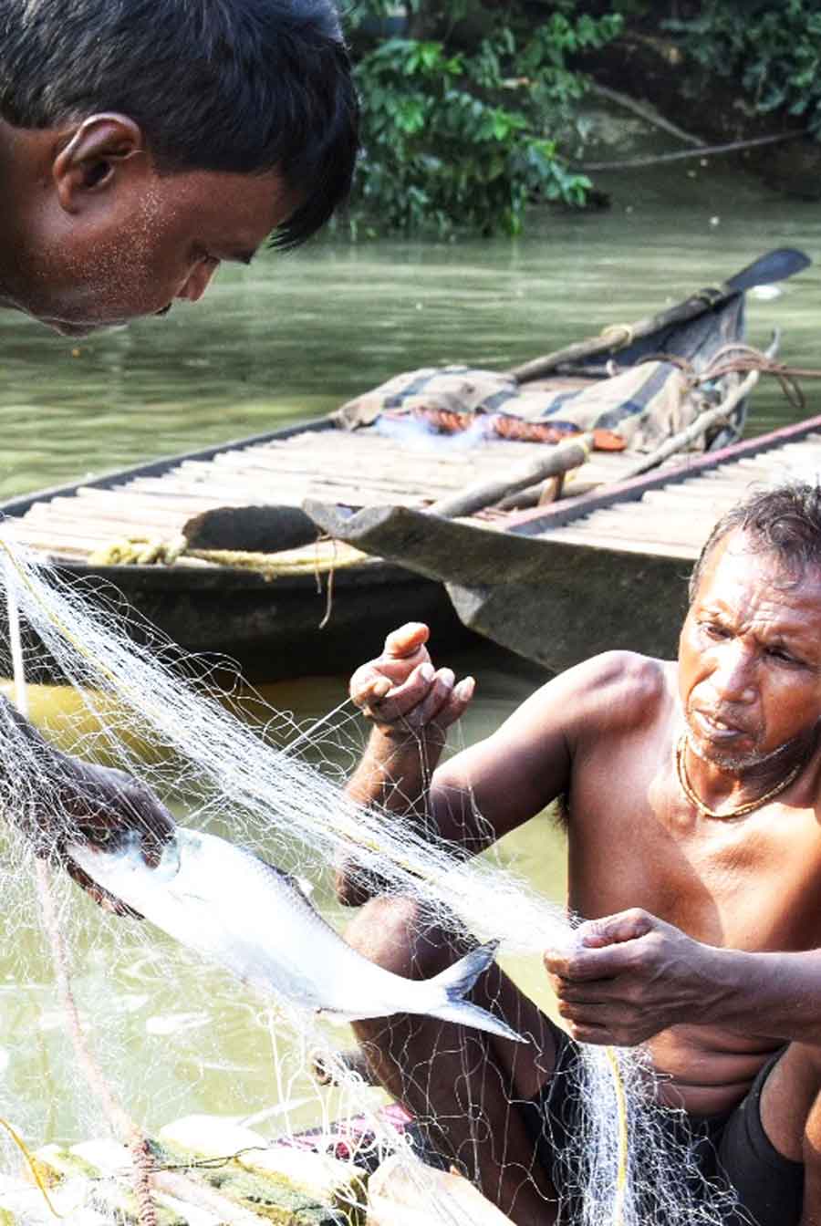 A fisherman on Sunday caught a hilsa from the Hooghly river near Bagbazar   
