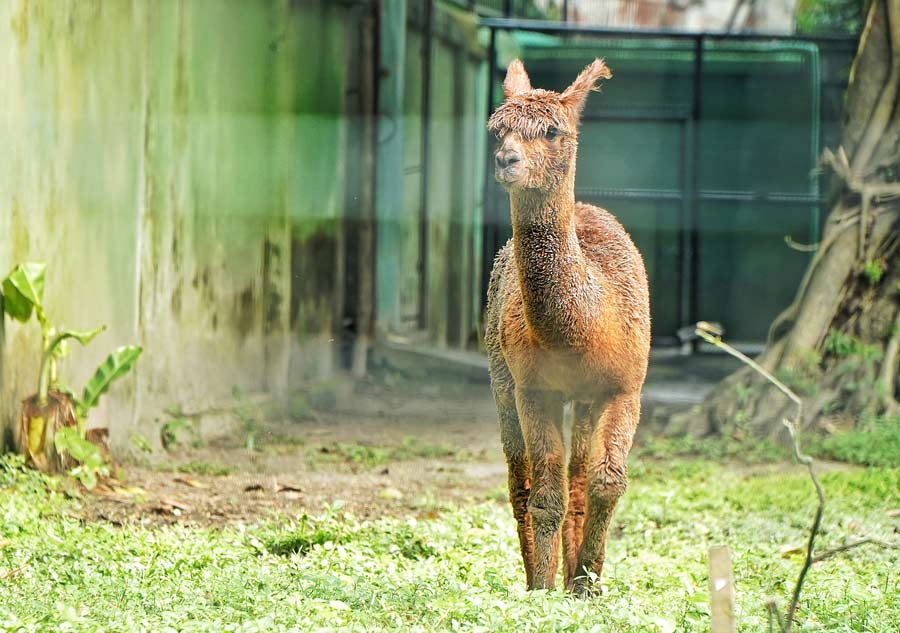 This new guest from South America, an alpaca, roams around at Alipore Zoo on a pleasant October afternoon  