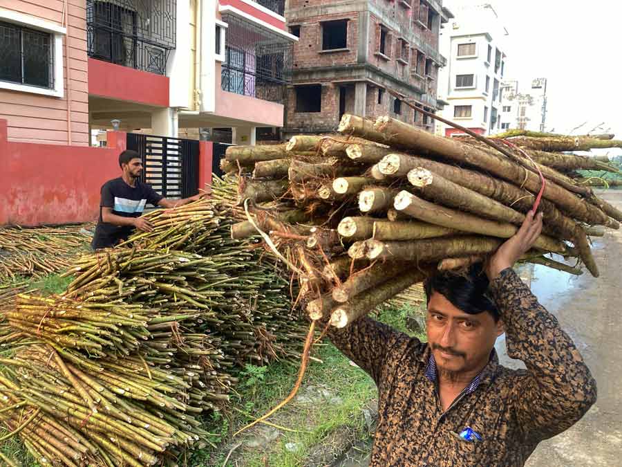 A farmer dries ‘shola’ (pith) on a road at  New Town in Kolkata. Shola cultivation takes place in 4-5ft water in the monsoon months of June and July. It is culivated as a cash crop
