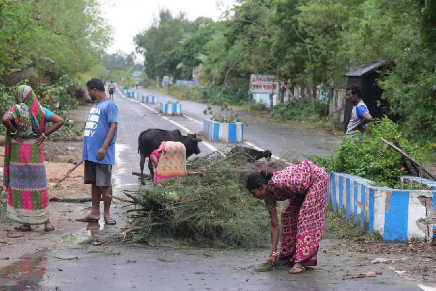People remove uprooted trees from a road at Digha in the aftermath of Cyclone ‘Dana’, in Purba Medinipur district, West Bengal, Friday, Oct. 25, 2024.