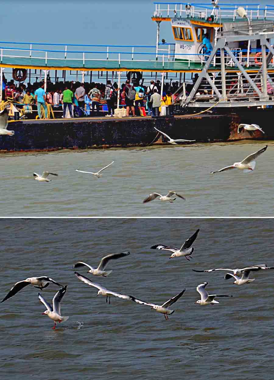 (Top) Ferry services resumed to and from Sagar Island in South 24-Parganas on Saturday morning after the cyclonic weather cleared off and (above) seagulls have a free fly near the banks of Muri Ganga river 