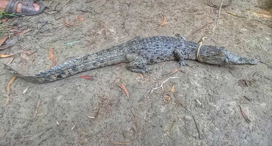 A crocodile was caught in the Muriganga river in Kakdwip on Wednesday