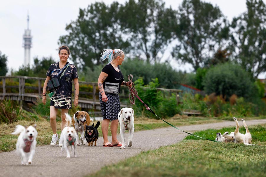 Dog Deezi from an Istanbul shelter lies on the grass during a walk with its owners Caroline and Meike in Haarlem, Netherlands September 3, 2024.