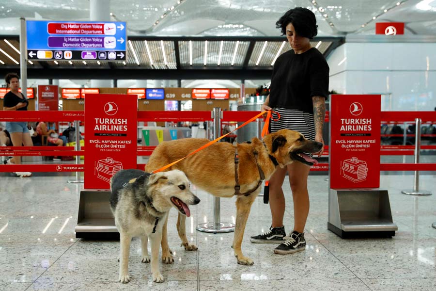 Stray dogs Dali and Sayko are escorted by animal rights activist Bengisu Komurcu at the Istanbul Airport before travelling to Netherlands via Brussels, in Istanbul, Turkey August 24, 2024.
