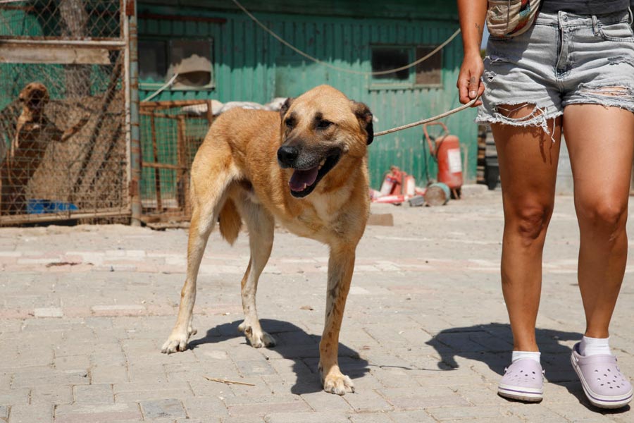 Dali, a-three-legged stray dog, is escorted by animal rights activist Bengisu Komurcu at a shelter in Istanbul, Turkey August 22, 2024.