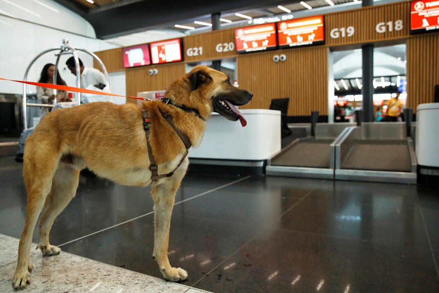 Dali, a-three-legged stray dog, is pictured at Istanbul Grand Airport before travelling to Netherlands via Brussels, in Istanbul, Turkey August 24, 2024.