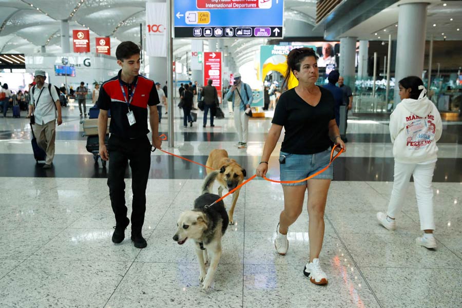 Stray dogs Dali and Sayko are escorted by animal rights activist Nilgul Sayar at the Istanbul Airport before travelling to Netherlands via Brussels, in Istanbul, Turkey August 24, 2024. 