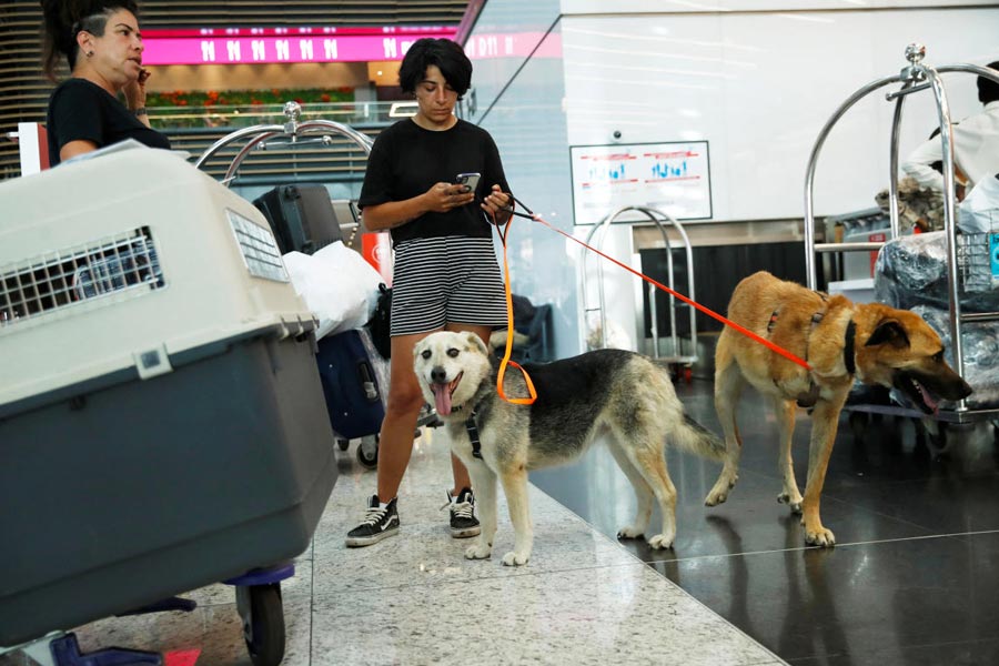 Stray dogs Dali and Sayko are escorted by animal rights activists Bengisu Komurcu and Nilgul Sayar at Istanbul Airport before travelling to Netherlands via Brussels, in Istanbul, Turkey August 24, 2024.
