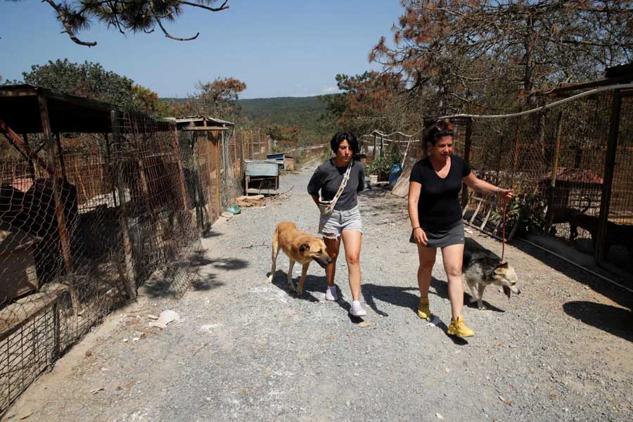Animal rights activists Bengisu Komurcu and Nilgul Sayar stroll with stray dogs, three-legged Dali and Sayko, at an animal shelter in Istanbul, Turkey August 22, 2024. 