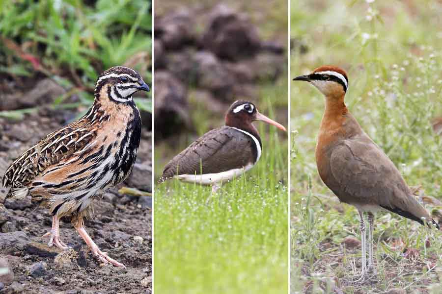 (L-R) Rain Quail, Painted Snipe and an Indian Courser