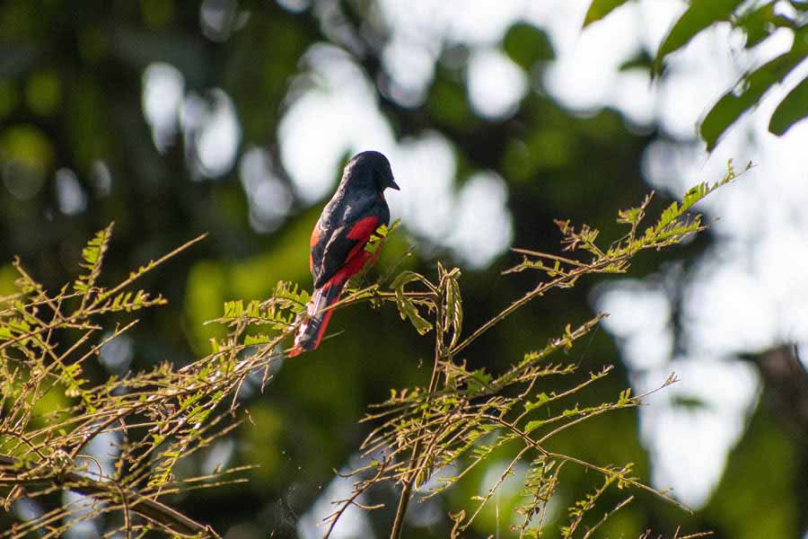 A Scarlet Minivet in Dihing Patkai National Park