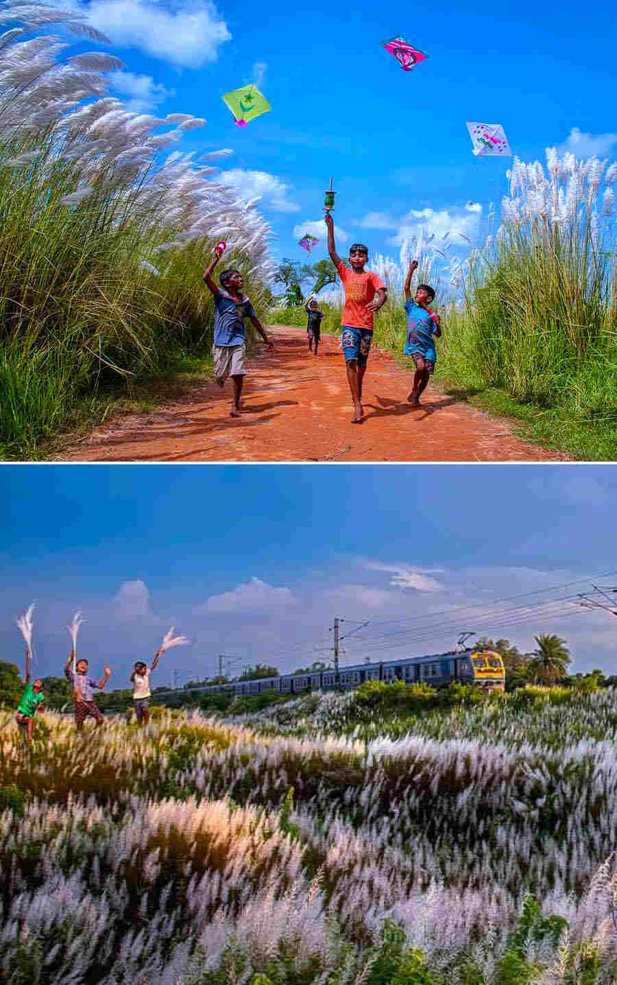 Kaash flowers, azure blue sky and kites in Krishnanagar herald the arrival of autumn and goddess Durga