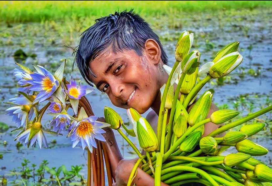 A village boy collects water lily from a pond in Nadia district  